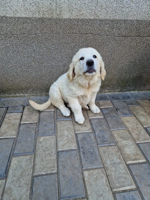 Pui (cateluse) Golden Retriever - imagine 4