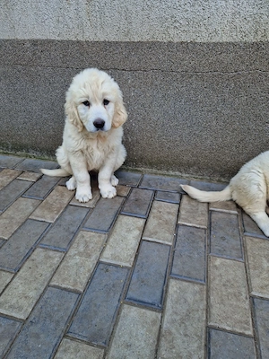 Pui (cateluse) Golden Retriever - imagine 3