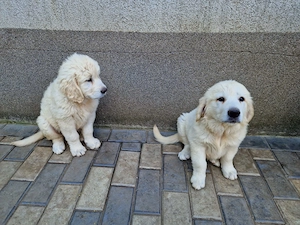 Pui (cateluse) Golden Retriever