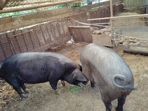 Porci de vanzare - imagine 2