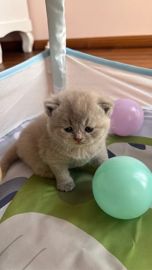 Pui british shorthair lilac-cream tortie  - imagine 4