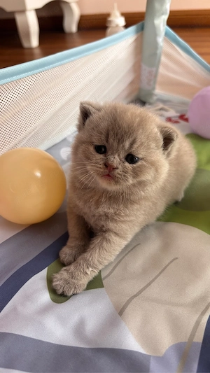 Pui british shorthair lilac-cream tortie  - imagine 3