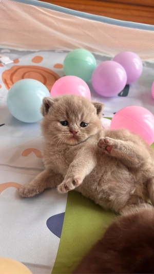 Pui british shorthair lilac-cream tortie  - imagine 2