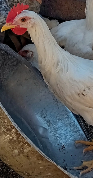 Vând cocoși Leghorn de 4 luni - imagine 3
