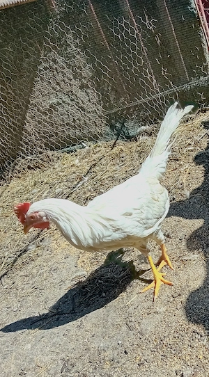 Vând cocoși Leghorn de 4 luni - imagine 5