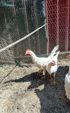 Vând cocoși Leghorn de 4 luni - imagine 4