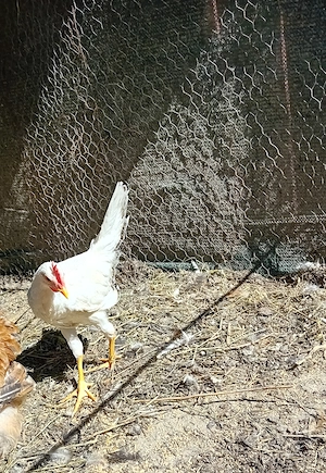 Vând cocoși Leghorn de 4 luni - imagine 2