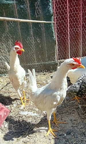 Vând cocoși Leghorn de 4 luni