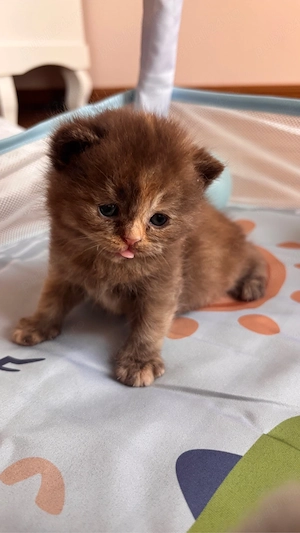 Pui british shorthair chocolate-cream tortoiseshell - imagine 2
