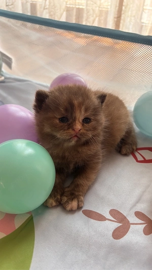 Pui british shorthair chocolate-cream tortoiseshell - imagine 3