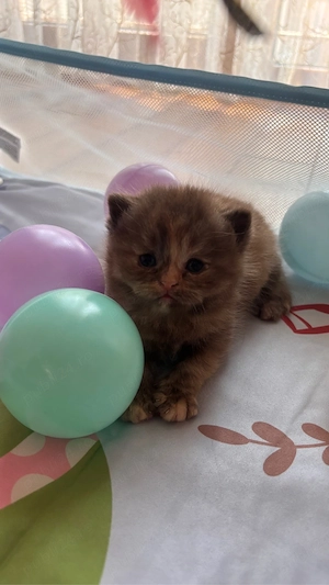 Pui british shorthair chocolate-cream tortoiseshell - imagine 4