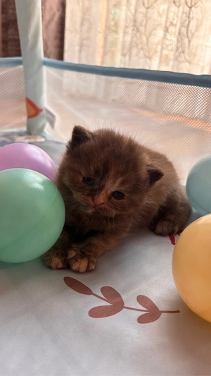 Pui british shorthair chocolate-cream tortoiseshell - imagine 5