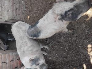 Vând urgent și convenabil  capre și purcei 