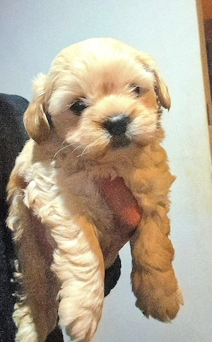 Fetita si Baietel rasa Maltipoo  - imagine 4