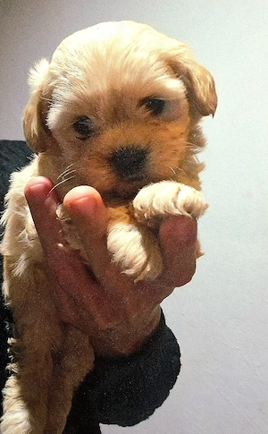 Fetita si Baietel rasa Maltipoo  - imagine 2