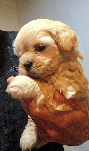 Fetita si Baietel rasa Maltipoo  - imagine 3