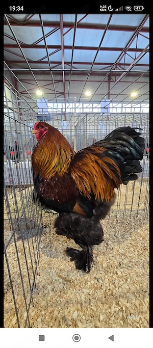 vând un cocoș brahman potârnichiu rasă pură inelat 2025 - imagine 2