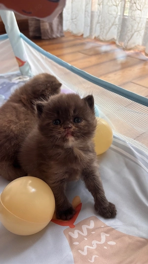 Pui british shorthair chocolate-cream tortie - imagine 3