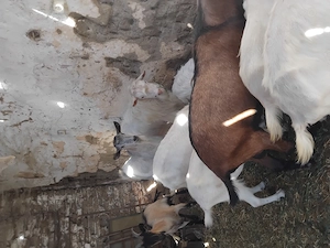 Vând urgent și convenabil  capre și purcei  - imagine 3