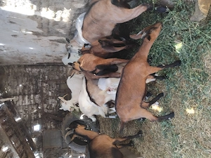 Vând urgent și convenabil  capre și purcei  - imagine 2