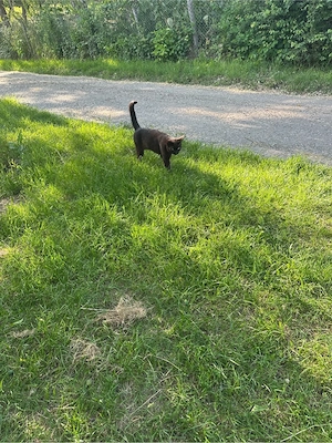 Pisicuta neagra spre adoptie  - imagine 5