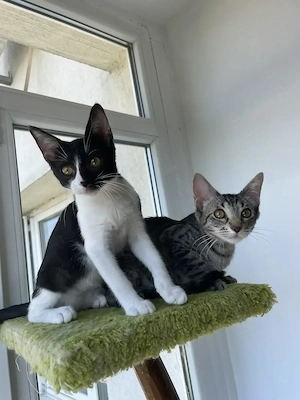 Adopție pisici 4 luni - imagine 3