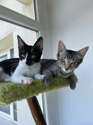 Adopție pisici 4 luni - imagine 2
