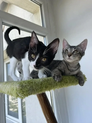 Adopție pisici 4 luni