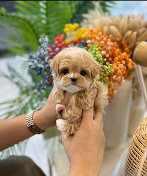 Maltipoo poodle pudel mini toy  - imagine 3