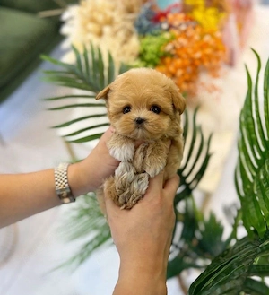 Maltipoo poodle pudel mini toy  - imagine 2