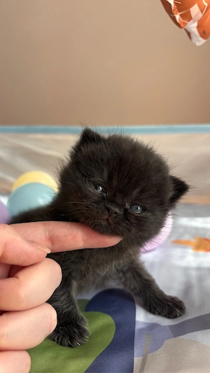 Motan british shorthair black - imagine 2