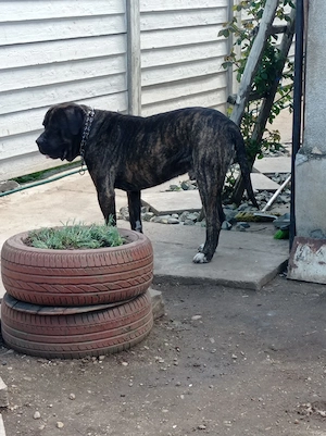 Catelusi cane corso 2 fetite - imagine 5