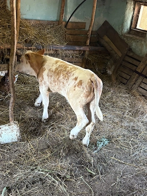 Vițel de sacrificat 