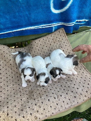 catei bichon havanez - imagine 3