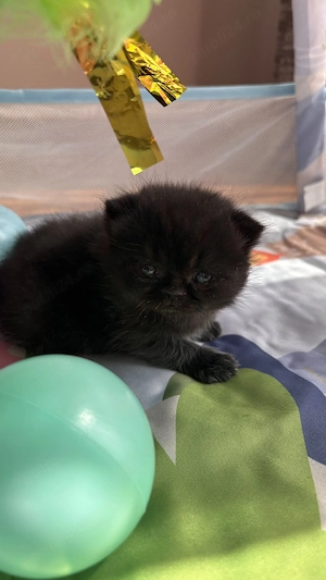 Motan british shorthair black - imagine 2