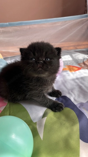 Motan british shorthair black - imagine 3
