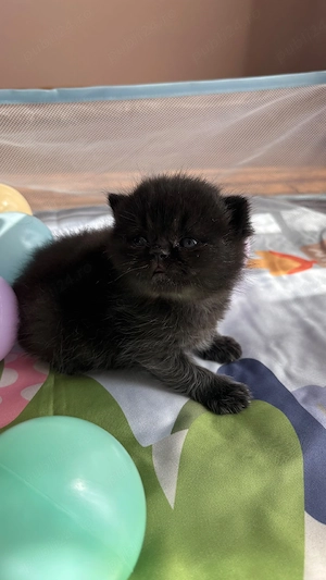 Motan british shorthair black - imagine 4