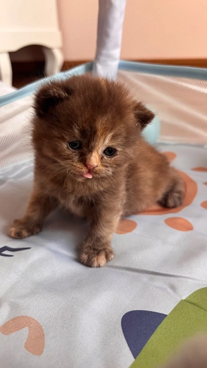 Pui british shorthair chocolate-cream tortoiseshell - imagine 2