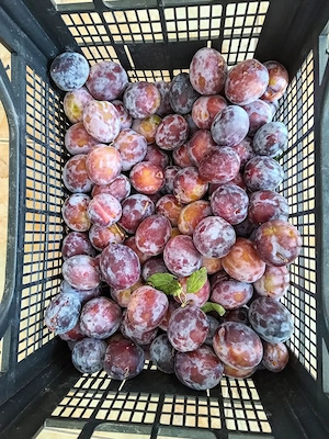 Prune de masa si gem, ofer seriozitate maxima