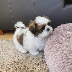 Shih Tzu Mini Toy - imagine 4
