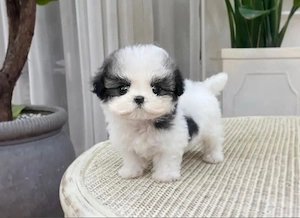 Shih Tzu Mini Toy - imagine 3