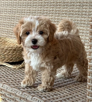 Maltipoo Mini Toy  - imagine 4