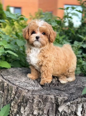 Maltipoo Mini Toy  - imagine 2