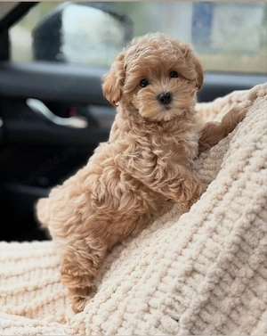 Maltipoo Mini Toy  - imagine 3