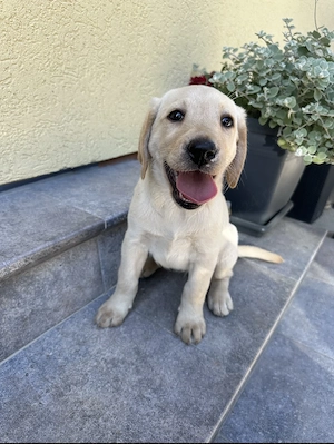 Pui labrador  retriever