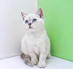 British Shorthair White Tabby 