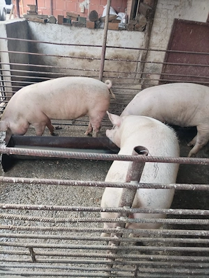 Vând porci grași  - imagine 5