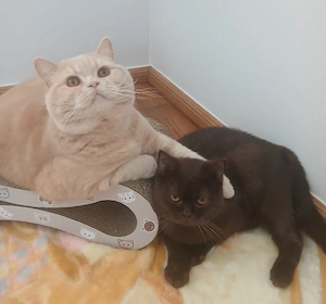Pui british shorthair chocolate-cream tortoiseshell - imagine 4