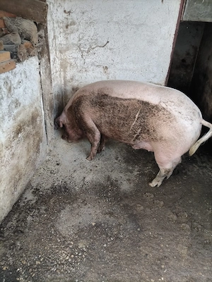 Vand porc gras de carne  - imagine 2