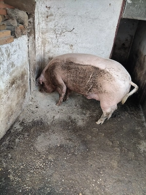 Vand porc gras de carne 